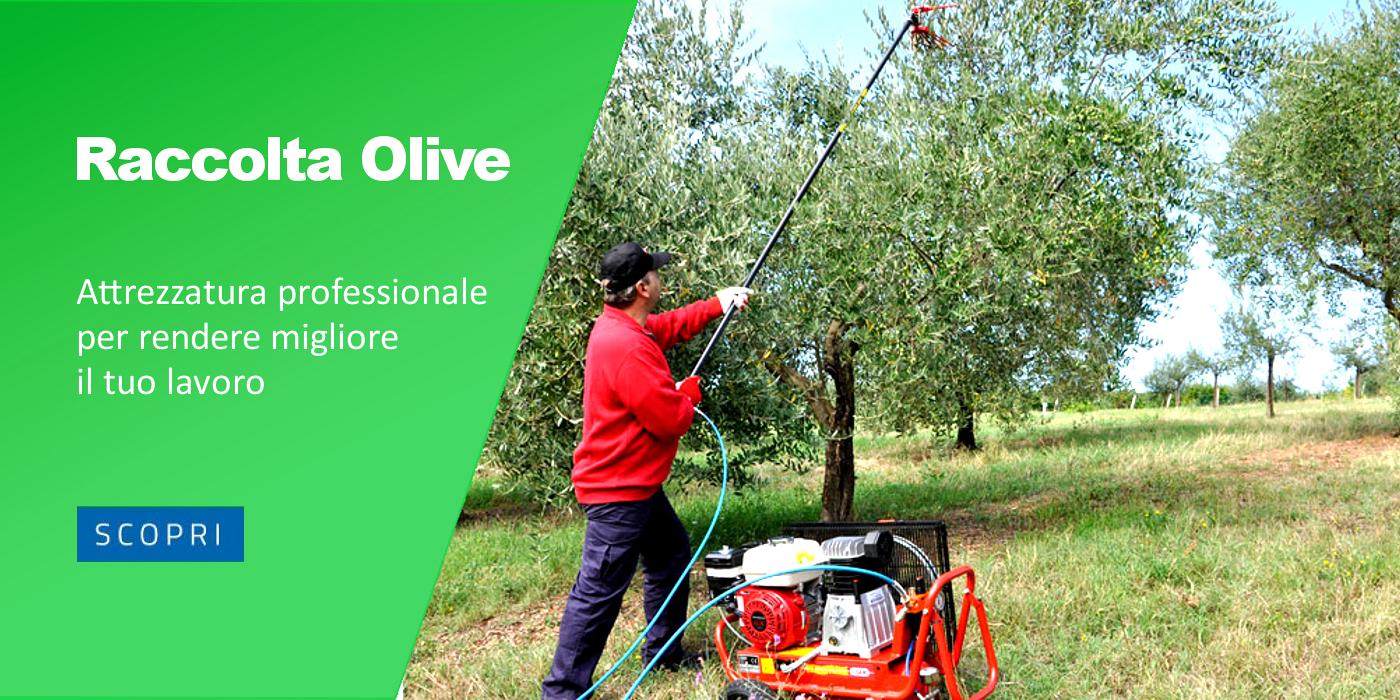 Raccolta Olive